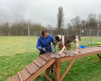 Bulldogge "Oskar" auf einem Holzsteg beim Agility mit seiner Gassi-Geherin.