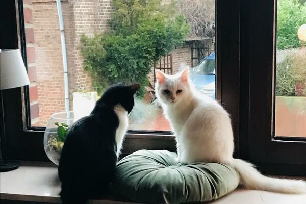 Eine schwarz-weiße und eine weiße Katze (Scary) sitzen auf einer Fensterbank auf einem runden blauen Zierkissen. Das weiße Tier schaut in die Kamera.