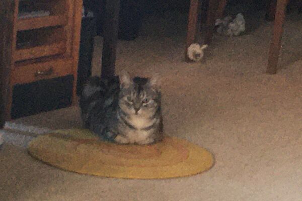 Eine grau getigerte Katze liegt auf einem kleinen, runden beigen Teppich.