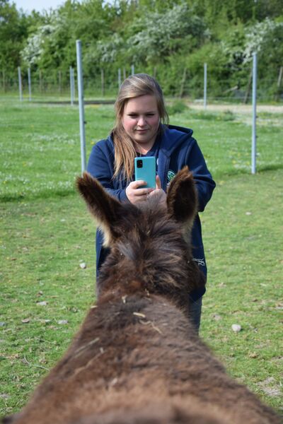 Eine junge Frau fotografiert einen Esel mit dem Handy.