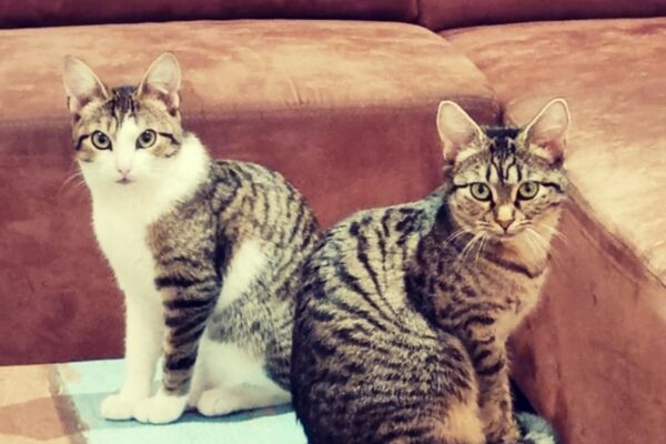 Zwei getigerte Katzen sitzen elegant auf einem Couch-Holztisch, dahinter ein braunes Sofa.