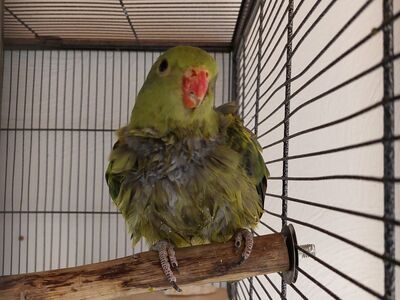 In grüner Vogel mit orangem Schnabel sitzt auf einer dicken Naturholz-Stange in einem großen Metallkäfig.
