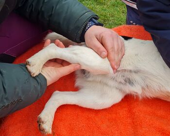 Eine Therapeutin behandelt den Hinterlauf eines kleinen weißen Hundes, der seitliche auf einem orangen Handtuch liegt.