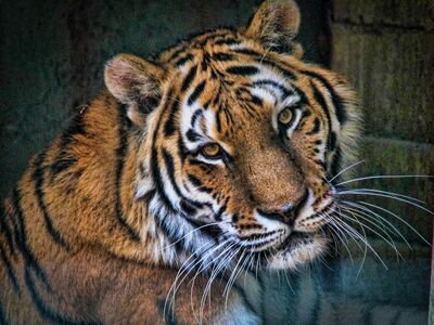 Portrait eines Tigers vor Steinmauern.