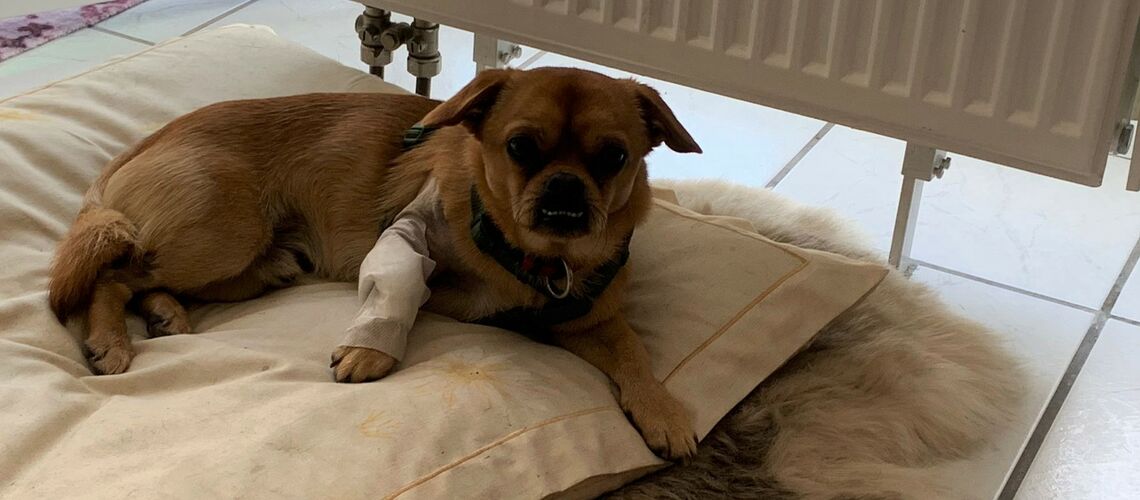 Ein kleiner Hund liegt mit verbundenem Beinchen auf einem Kissen vor einem Heizkörper.