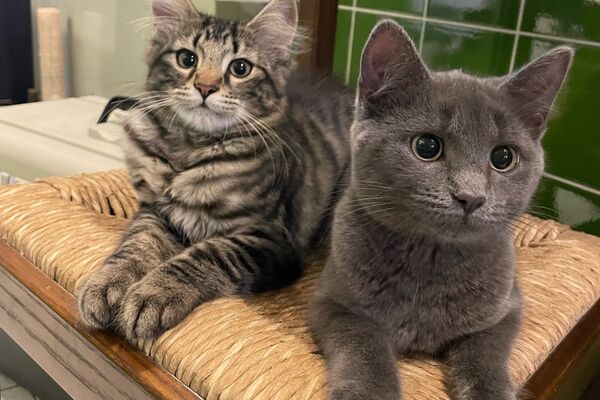 Zwei graue Jungkatzen liegen auf einem Holzstuhl vor grün gekachelter Wand.