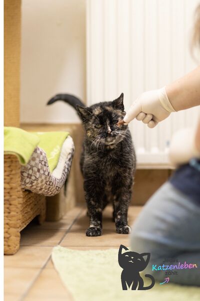 Eine Tierpflegerin steckt einer kränklich aussehenden Katze drinnen ein Leckerchen zu.