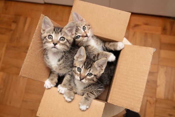 Drei grau-getigerte Kätzchen schauen aus einem Pappkarton heraus.