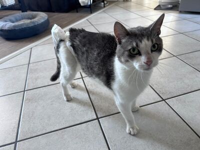 Ein weiß-grauer Kater auf Fliesenboden mit einem bandagierten Schwanzansatz.