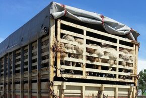Schafe in Tiertransporter eingepfercht