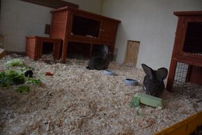 Die Kaninchen aus dem Außengehege des Dresiahauses wohnen zeitweilig anderswo