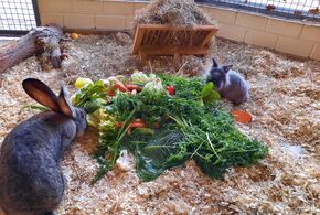 Mümmel speist gemeinsam mit seinen Kaninchenfreunden