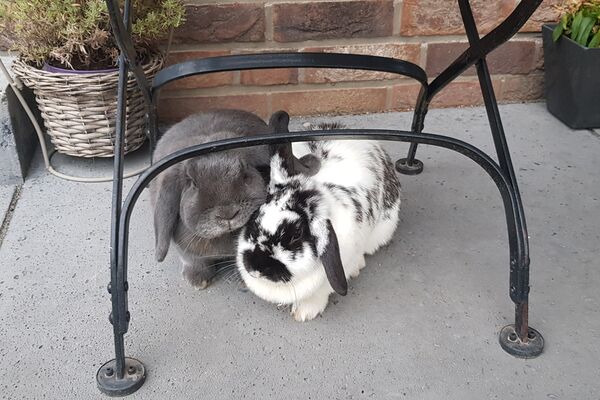 Die Kaninchen Gimini und Socke sitzen aneinander gekuschelt unter einem Gartenstuhl.