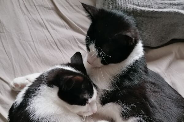 Zwei schwarz-weisse Katzen kuscheln auf einer Decke