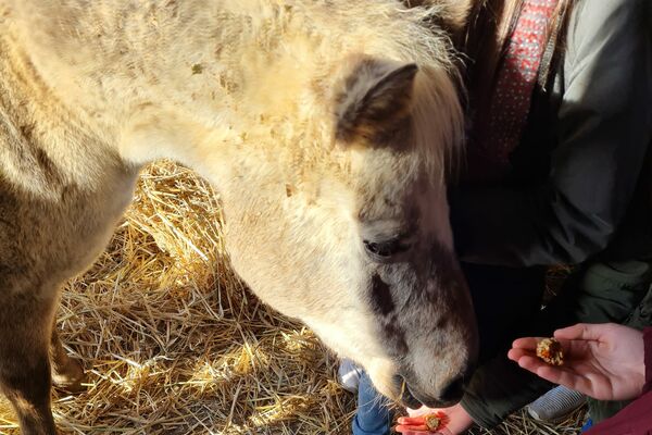 Ein graues Pony nimmt Leckerlis aus Kinderhänden.