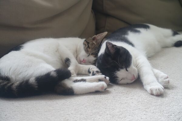 Zwei schwarz weiße Katzen liegen auf einer hellen Couch mit dem Kopf aneinander gekuschelt.