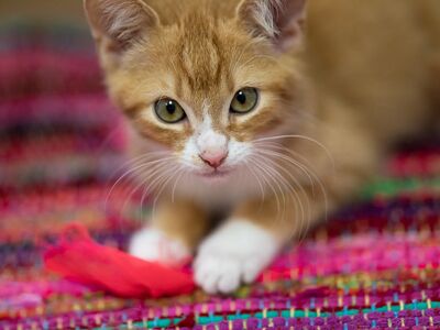 Ein rot getigertes Kitten liegt auf einer Decke aus bunten Stoffstreifen.
