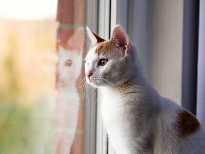 Eine weiß-rote Katze sitzt drinnen auf einer Fensterbank und schaut abwartend nach draußen.
