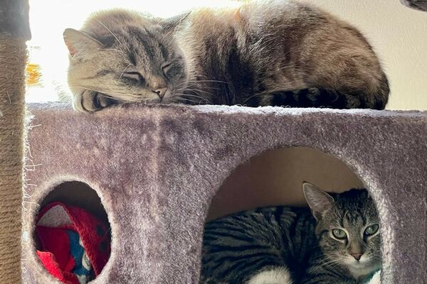 Eine grau-getigerte Katze liegt in einer hellbraunen Katzenhöhle. Darauf liegt schlafend eine weitere Katze.