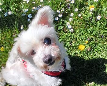 Ein kleiner weißer Hund sitzt im Gras, gut sichtbar ist ein komplett beschädigtes Auge.