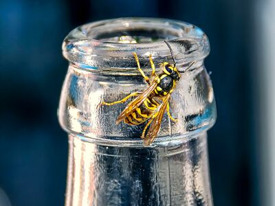 Großaufnahme einer Wespen, die an einem transparenten Flaschenhals sitzt.