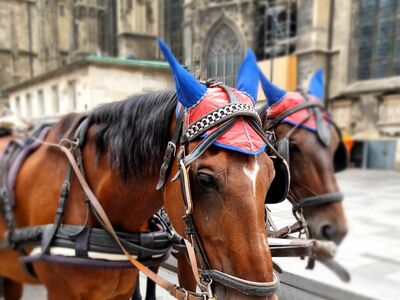 Zwei braune Pferde mit rot-blauer Kopfbedeckung vor einem historischen Kirchengebäude.