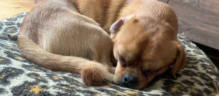 Ein kleiner brauner Mischlingshund liegt schlafend auf einem Kissen mit Animal-Print.
