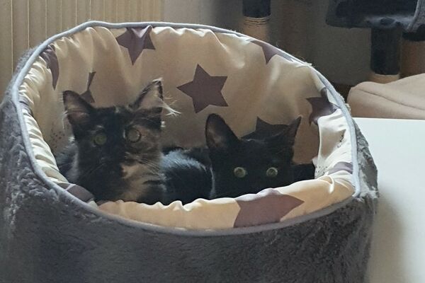 Zwei junge schwarze Katzen liegen in einem grauen Körbchen mit Sternenmuster an der Innenseite.