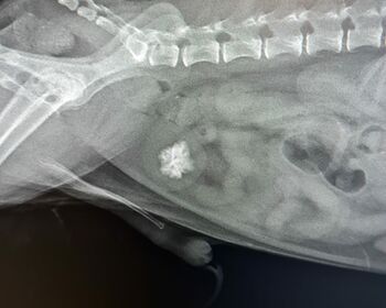 Ein Röntgenfoto von Hund Monty, sichtbar ist u.a. die Wirbelsäule und der Blasenstein.