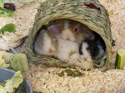 Eine Kaninchenmama liegt mit mehreren Jungtieren in einem Schutzhäusschen.