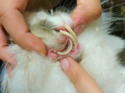Das Mäulchen eines Kaninchens mit enorm lang gewachsenen Zähnen.