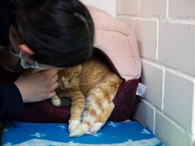 Eine Pflegerin beugt sich über eine rotgetigerte Katze in einer Katzenhöhle.