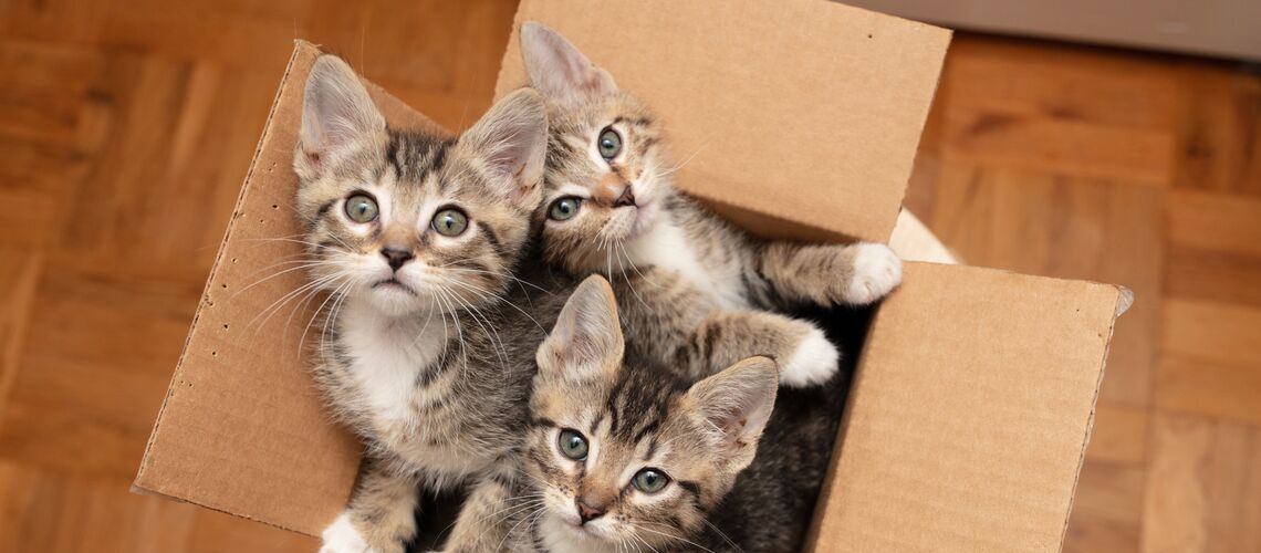 Drei grau-getigerte Kätzchen schauen aus einem Pappkarton heraus.