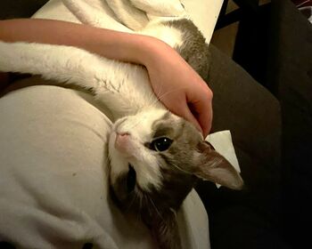 Ein weiß-grauer Kater liegt langausgestreckt auf einem Schoß.