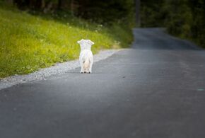 Hund ganz allein auf einer Straße