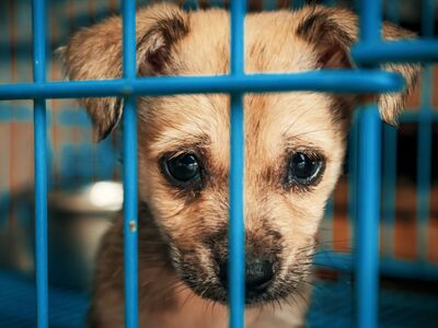 Ein Hundewelpe sitzt hinter blauen Gitterstäben und schaut traurig.