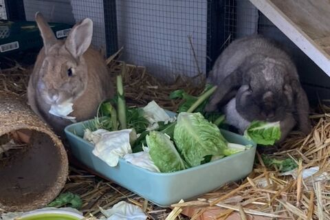 Ein hellbraunes und ein graues Kaninchen in ihrem mit Stroh ausgelegten Gehege. Beide mümmeln Salat aus einer blauen Schale.