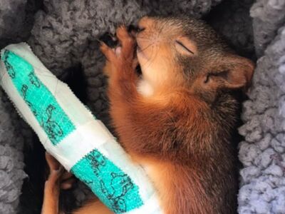Ein Eichhörnchenkind schlafend auf einer blauen Decke mit einem verbundenem Beinchen.