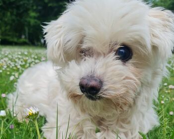 Ein kleiner weißer Hund mit nur einem Auge sitzt im hohem Gras.