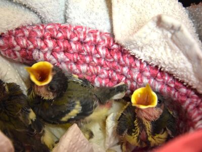 Drei Vogelküken hocken mit teils offenen Schnäbeln in einem Nest aus rot-weißen Handtüchern.
