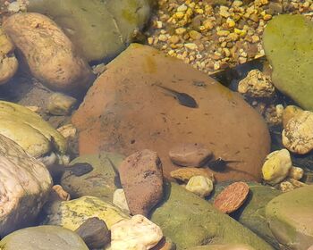 Große Steine und Kiesel am Teichgrund, zwischen denen dunkle Kaulquappen schwimmen.
