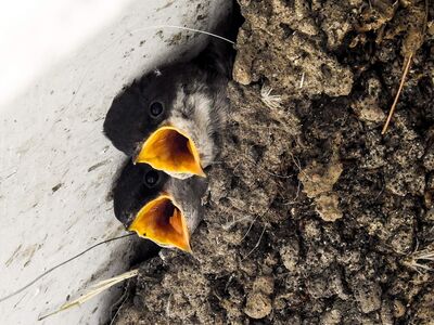 Die Köpfe zweier junger Schwalben mit geöffneten orangefarbenen Schnäbeln schauen aus einem Lehmnest heraus.