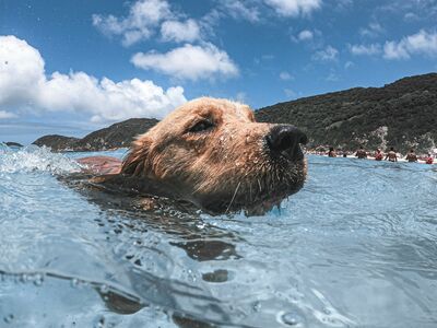 Nasser Kopf eines Hundes, der aus dem Wasser herausragt. Im Hintergrund ein Strand und Hügel.