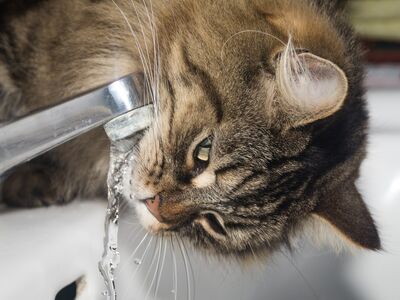 Kopf einer getigerten Katze, die über ein Waschbecken gelehnt, aus dem Wasserhahn trinkt.