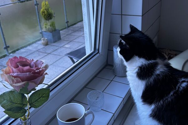 Schwarz-weiße Katze sitzt auf Fensterbank und schaut nach draußen auf einen Balkon.