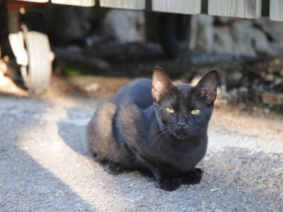 Eine schwarze Katze liegt auf einem Weg