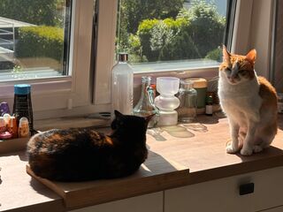 Zwei Katzen auf einer Küchen-Arbeitsfläche vor einem Fenster.