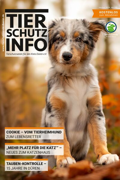 Das Magazincover in herbstlichen Farben mit dem Foto eines Aussie-Welpen und Text.