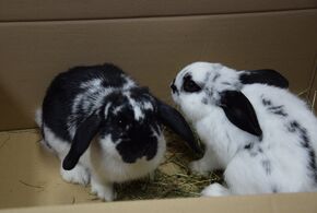 Diese Kaninchen wurden im Karton gefunden