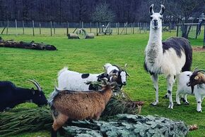 Das Lama und die Ziegen neben den ausgedienten Bäumen